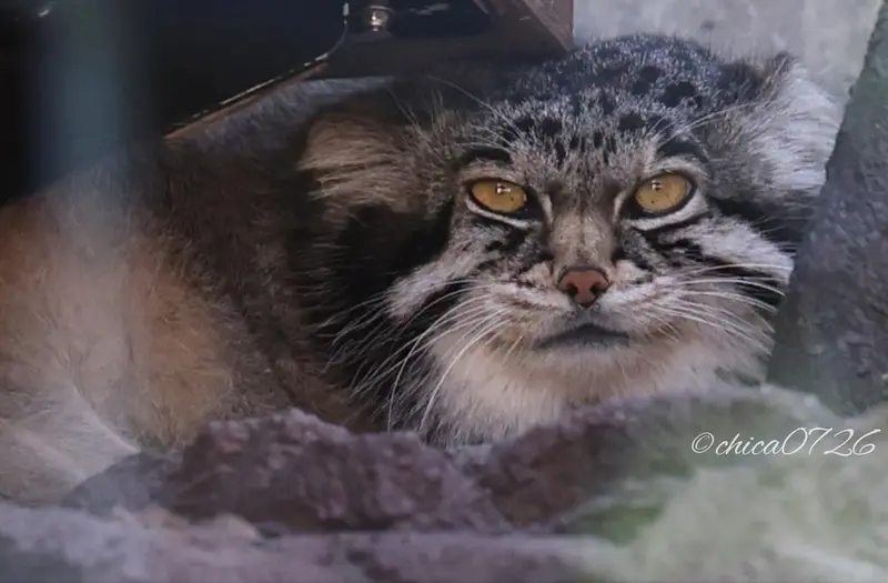 A photograph of Grusha in Asahiyama Zoo