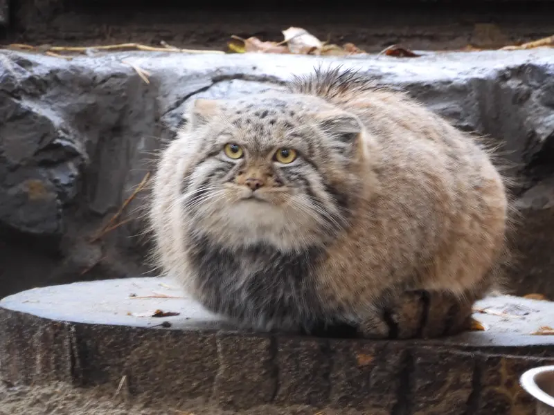 A photograph of a Pallas's cat
