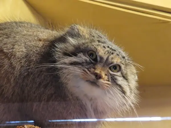 A photograph of Oliva in Saitama Children's Zoo