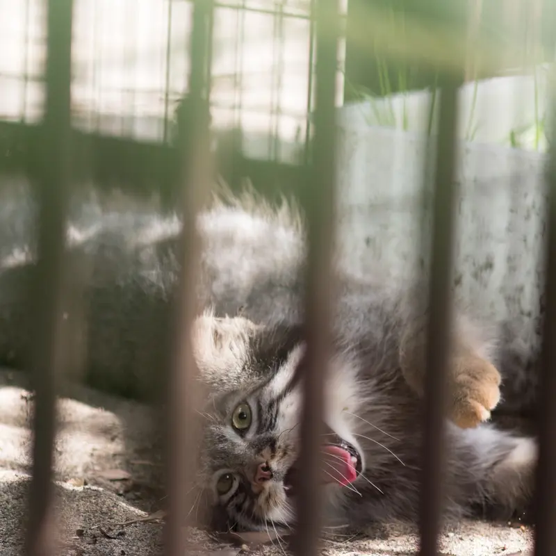 A photograph of Figa in Nogeyama Zoo