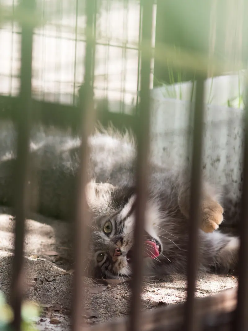 A photograph of Figa in Nogeyama Zoo