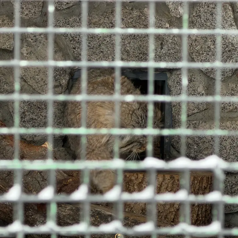 A photograph of Sven in Leningrad zoo