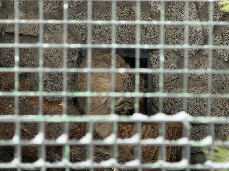 A photograph of Sven in Leningrad zoo