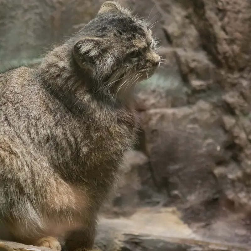 A photograph of Primula in Ueno Zoological Gardens