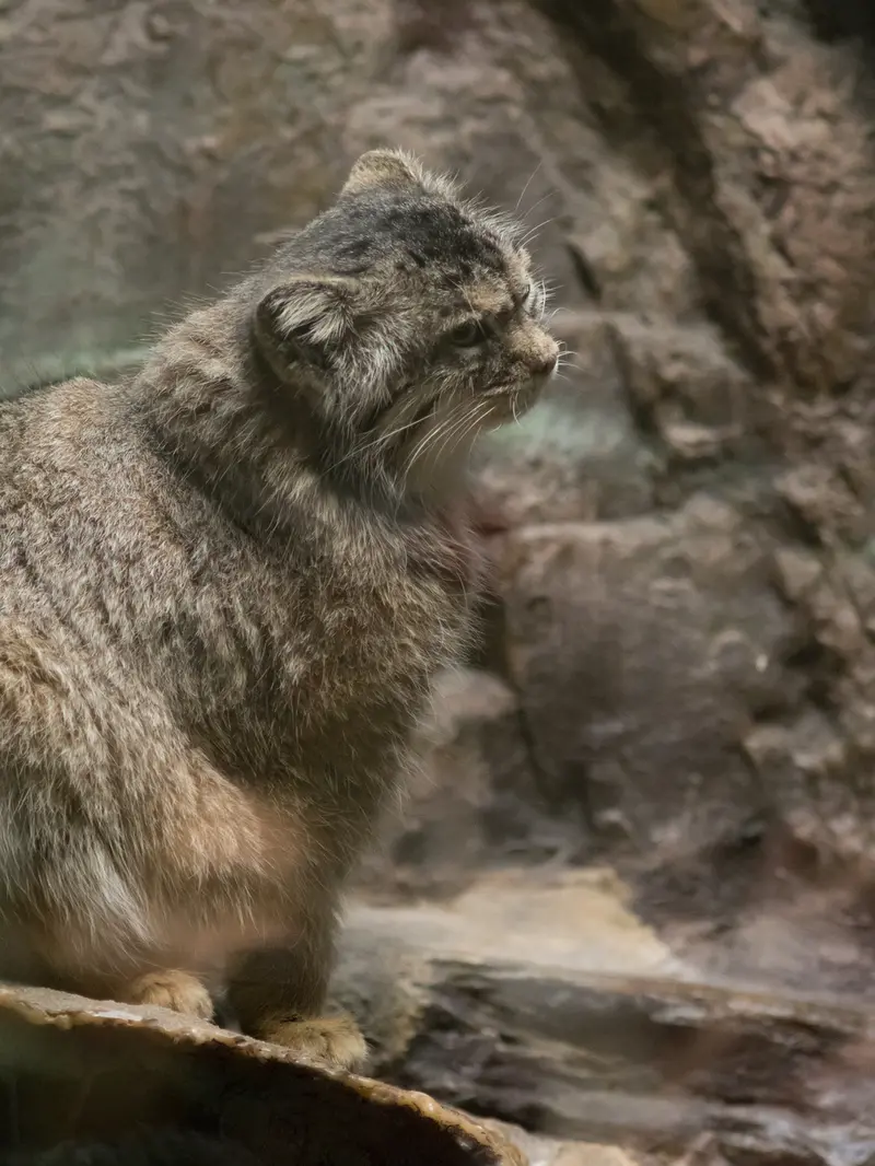 A photograph of Primula in Ueno Zoological Gardens