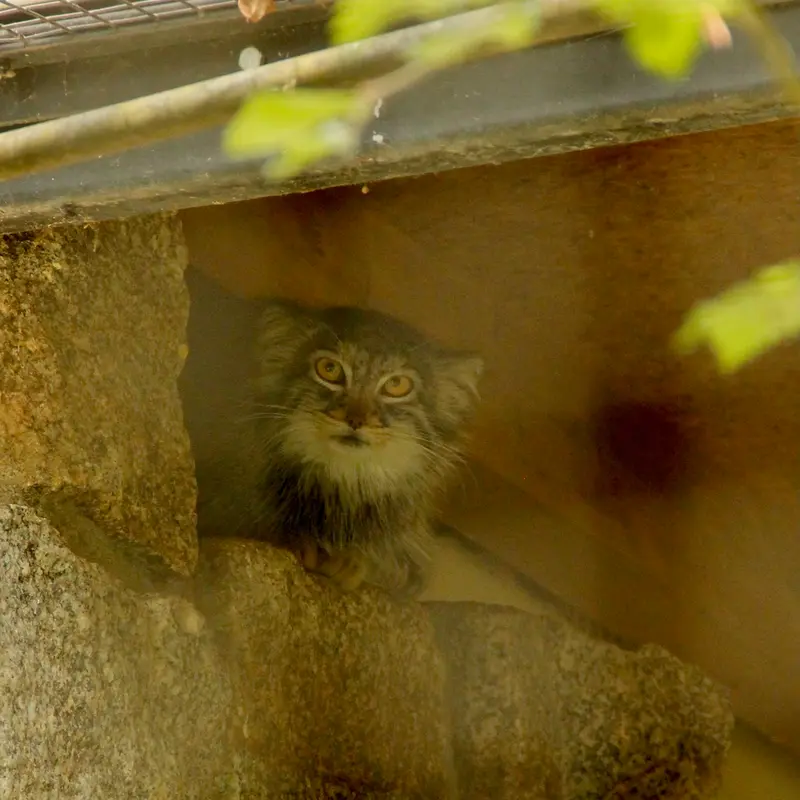 A photograph of Tuya in Chemnitz Zoo