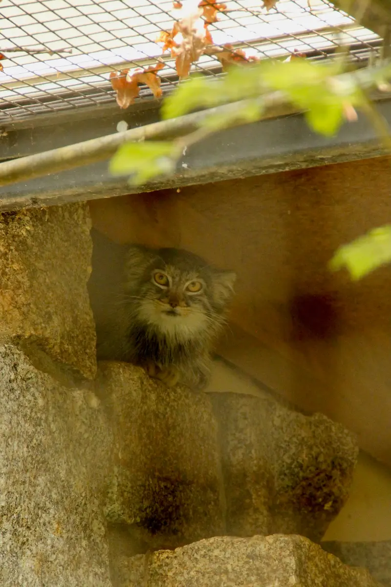 A photograph of Tuya in Chemnitz Zoo