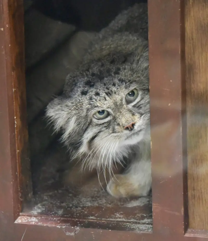 A photograph of Klyon in Ueno Zoological Gardens