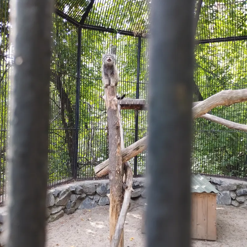 A photograph of a Pallas's cat in Novosibirsk Zoo