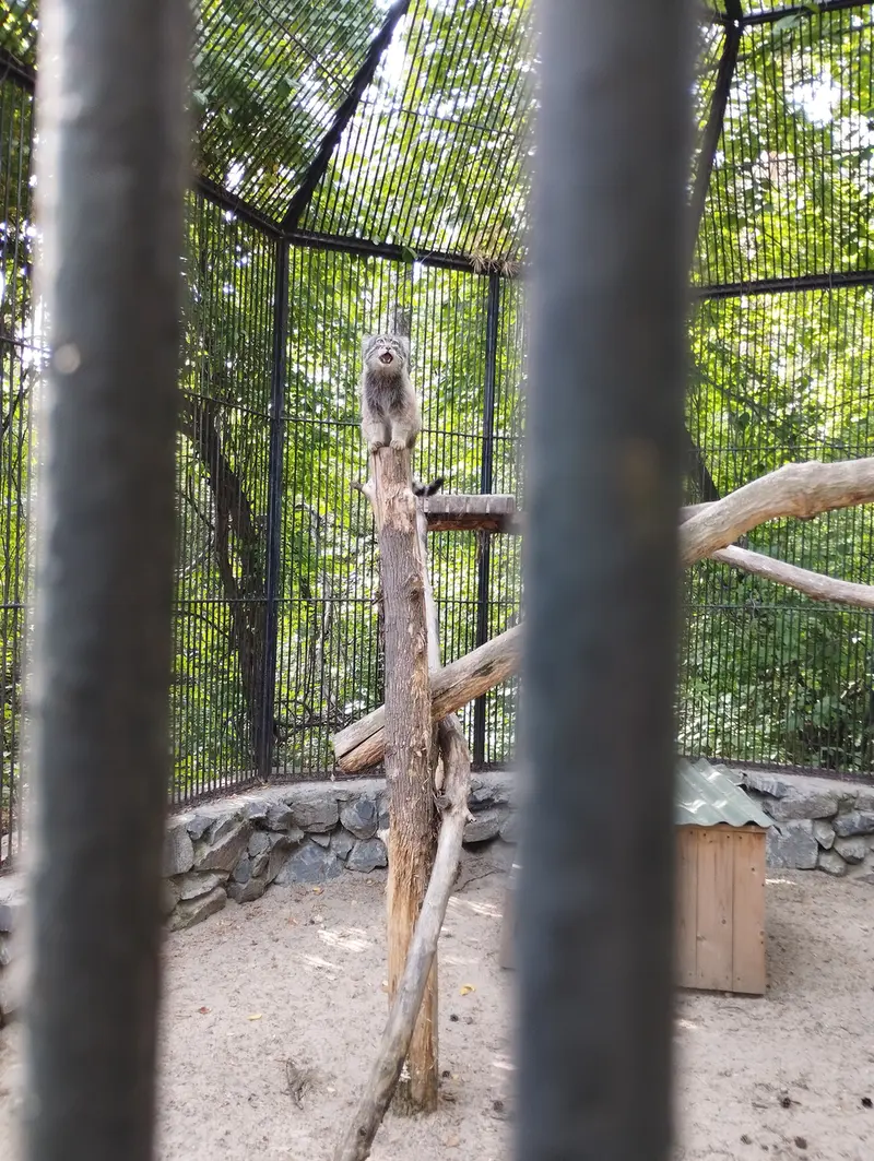 A photograph of a Pallas's cat in Novosibirsk Zoo