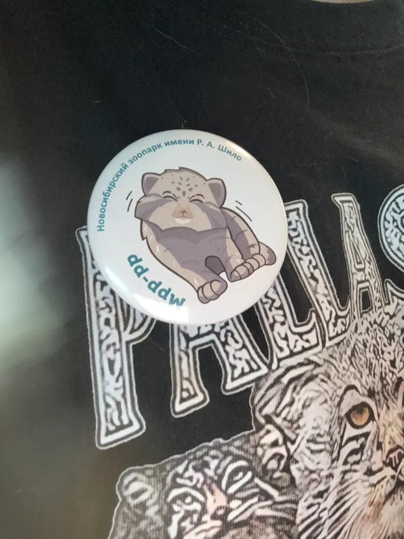 A photograph of a Pallas's cat