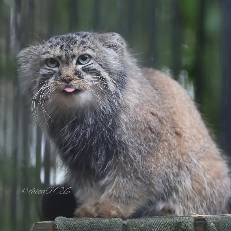 A photograph of Gabi in Novosibirsk Zoo