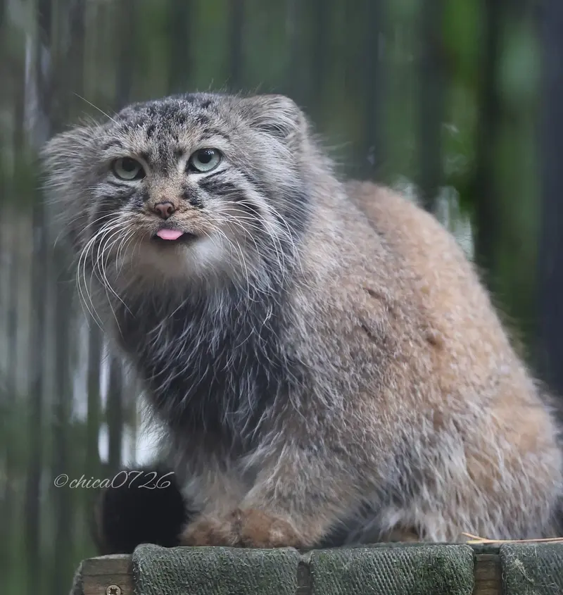 A photograph of Gabi in Novosibirsk Zoo