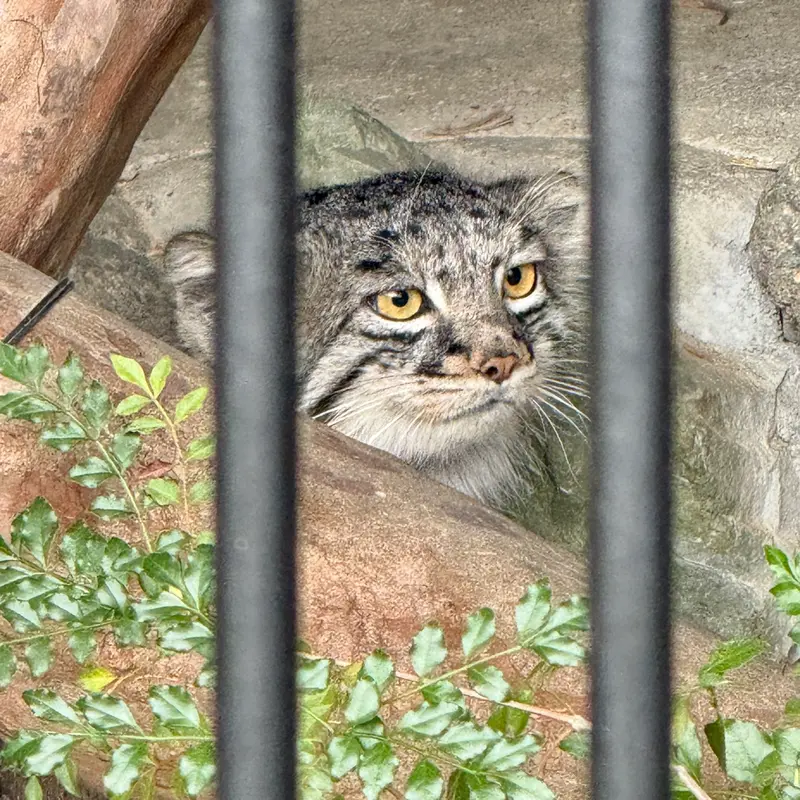 A photograph of Mei in Gokatsuraike Animal Park