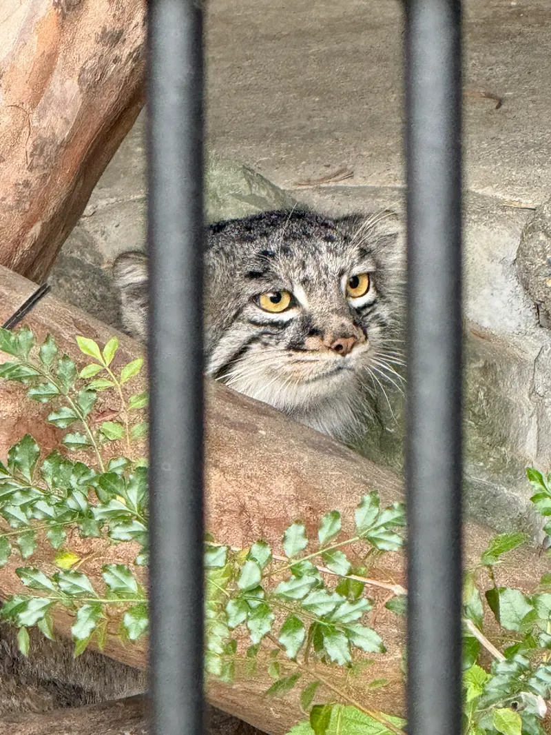 A photograph of Mei in Gokatsuraike Animal Park