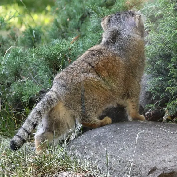 A photograph of a Pallas's cat in Moscow zoo