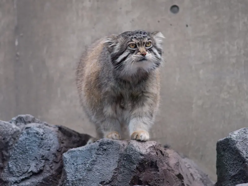 A photograph of Grusha in Asahiyama Zoo