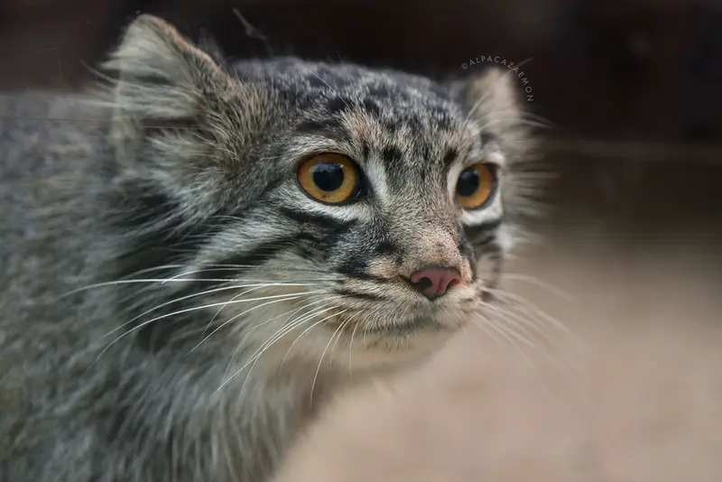 A photograph of Mei in Kobe Animal Kingdom
