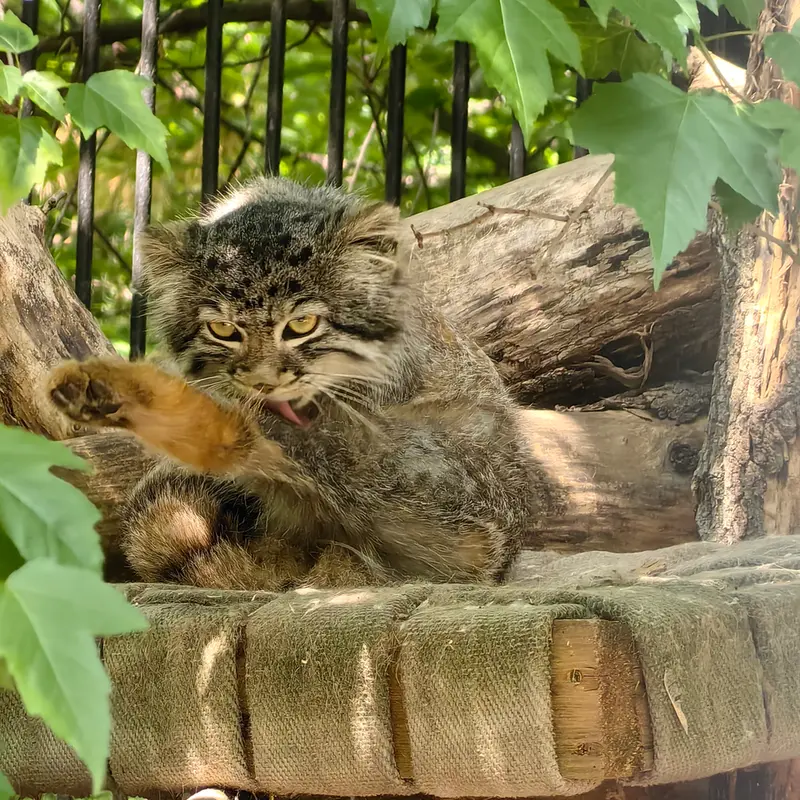 A photograph of Son of  Eve 2024 Ⅳ in Novosibirsk Zoo