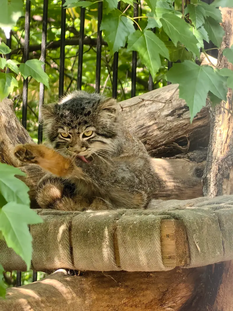 A photograph of Son of  Eve 2024 Ⅳ in Novosibirsk Zoo