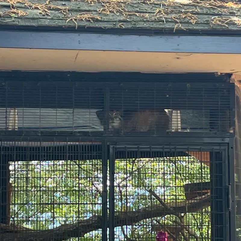 A photograph of Norbu in Mill Mountain Zoo