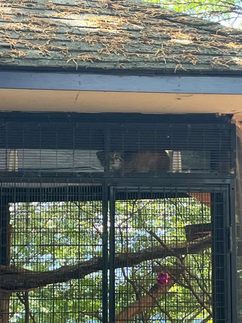A photograph of Norbu in Mill Mountain Zoo