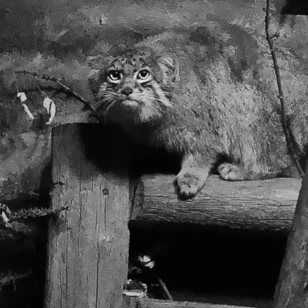 A photograph of Pabu in Lake Superior Zoo