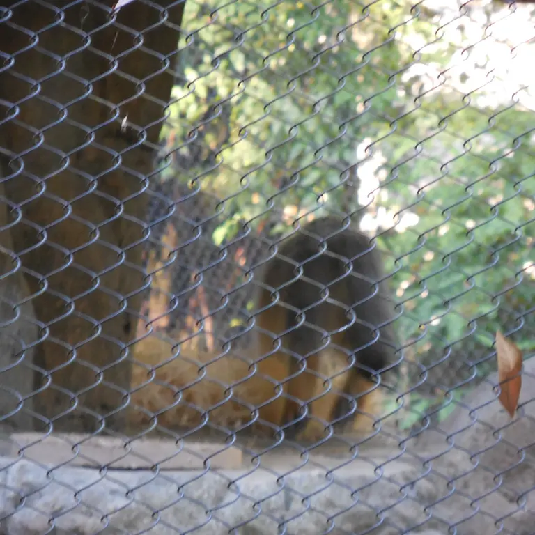 A photograph of Goose in Woodland Park Zoo