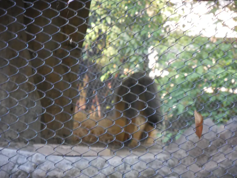 A photograph of Goose in Woodland Park Zoo