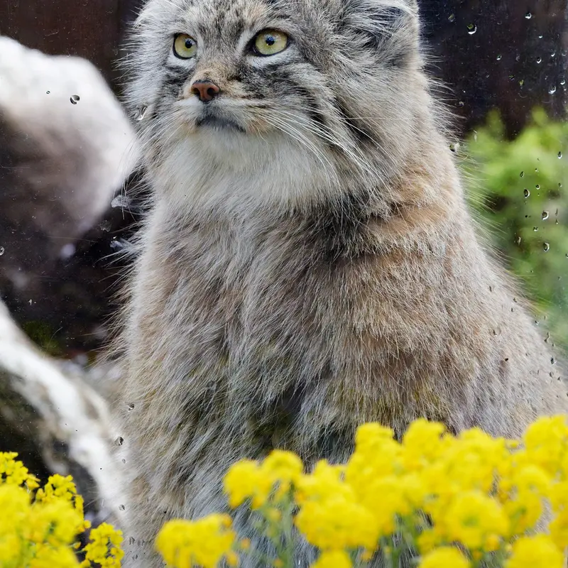 A photograph of Oliva in Saitama Children's Zoo