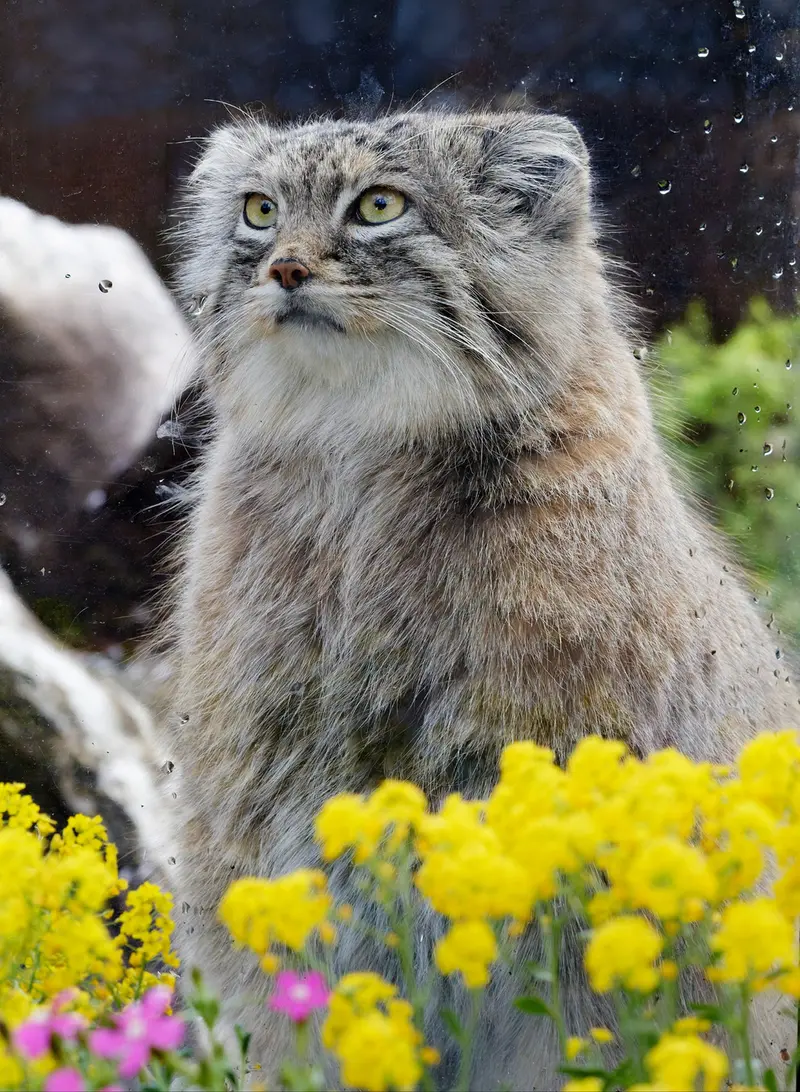 A photograph of Oliva in Saitama Children's Zoo