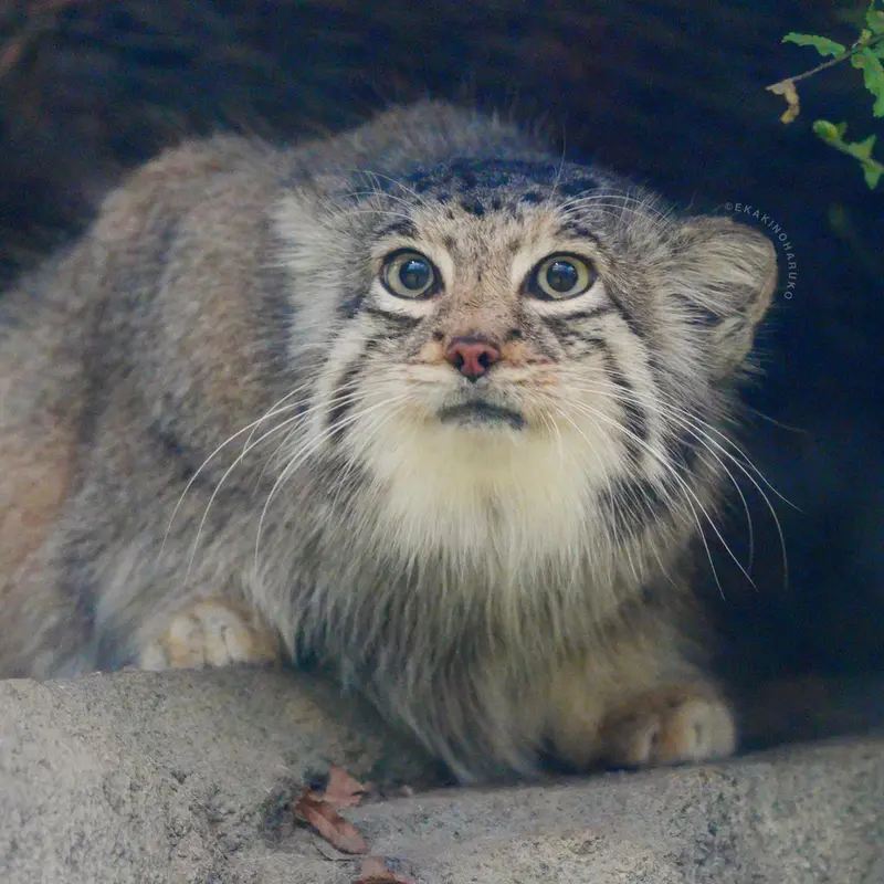 A photograph of Az in Kobe Animal Kingdom