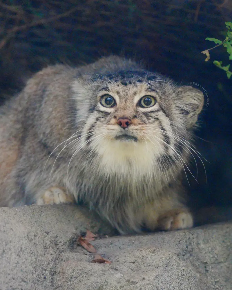 A photograph of Az in Kobe Animal Kingdom