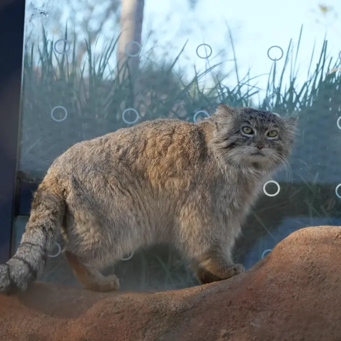 A photograph of Spay in Prague Zoo