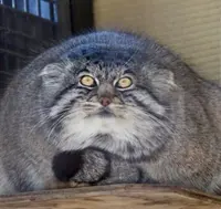 A photograph of a Pallas's cat