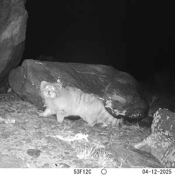 A photograph of Otocolobus manul manul from Koshkar camera trap