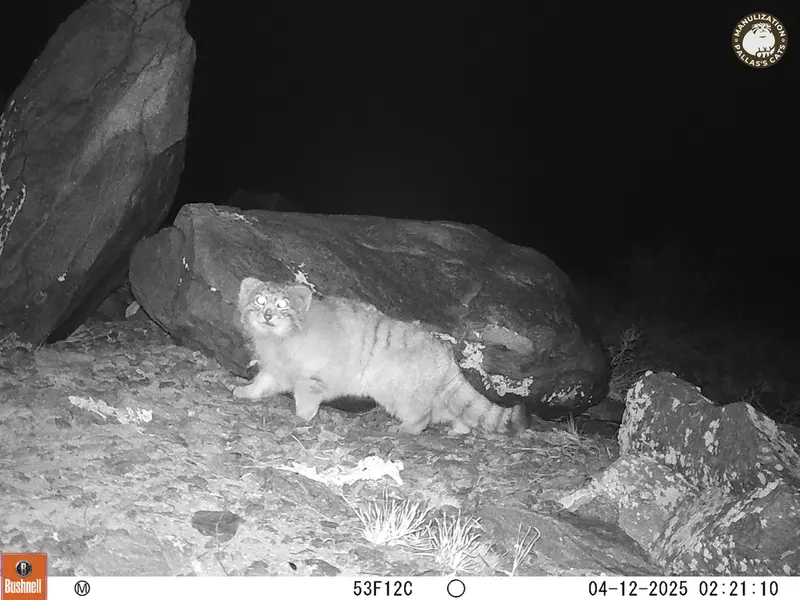 A photograph of Otocolobus manul manul from Koshkar camera trap