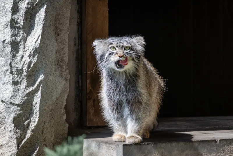 Licking as the terminal stage of tonguefulness