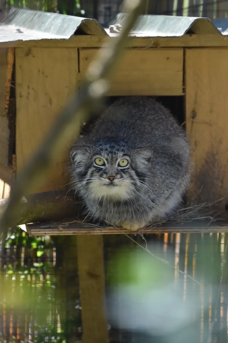 A photograph of Altai in The Lakeland Wildlife Oasis