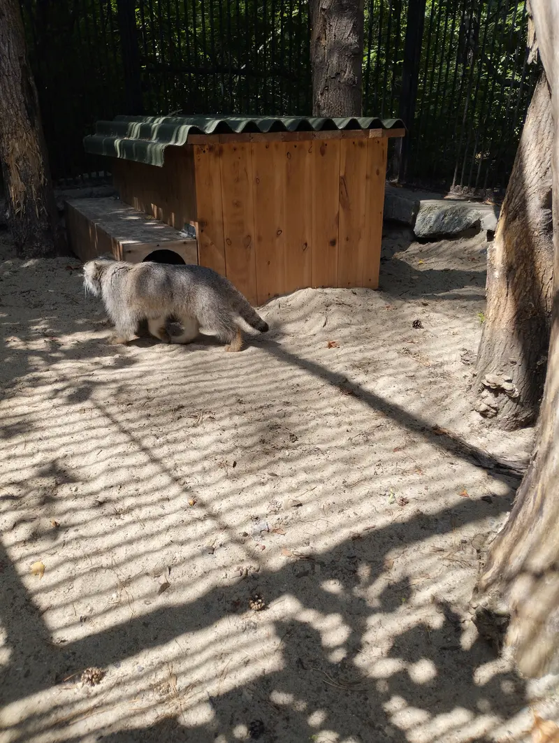 A photograph of a Pallas's cat in Novosibirsk Zoo