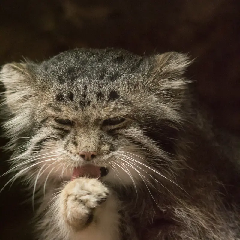 A photograph of Klyon in Ueno Zoological Gardens