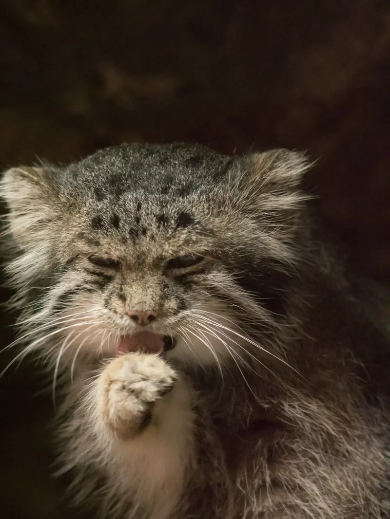 A photograph of Klyon in Ueno Zoological Gardens