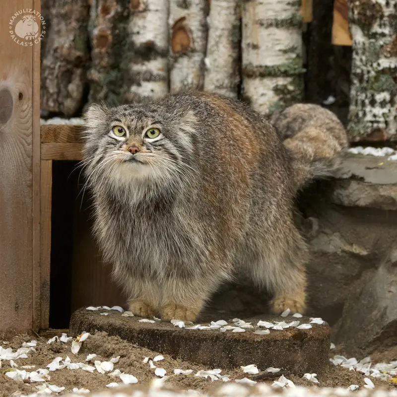 A photograph of Snezhinka in Novosibirsk Zoo