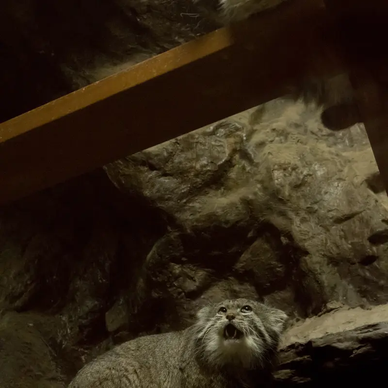 A photograph of Primula and Klyon in Ueno Zoological Gardens