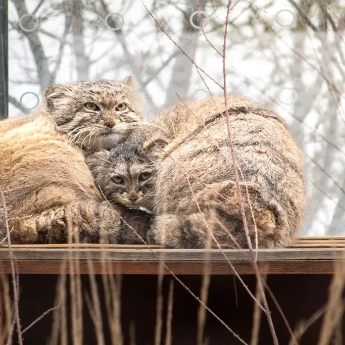 A photograph of Prinsessa and Spay in Prague Zoo