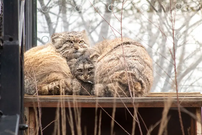 A photograph of Prinsessa and Spay in Prague Zoo