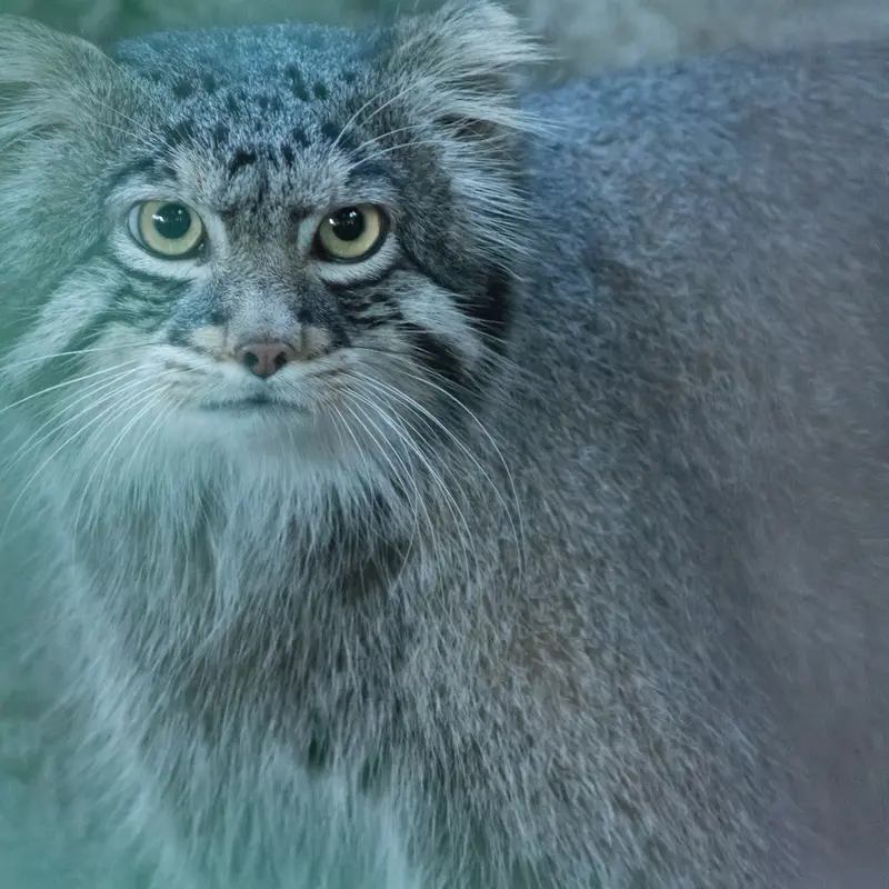 A photograph of Figa in Nogeyama Zoo