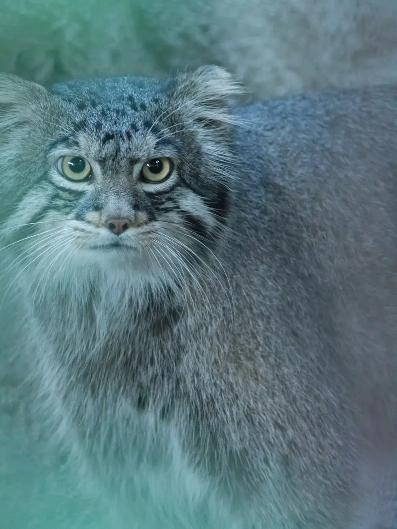 A photograph of Figa in Nogeyama Zoo