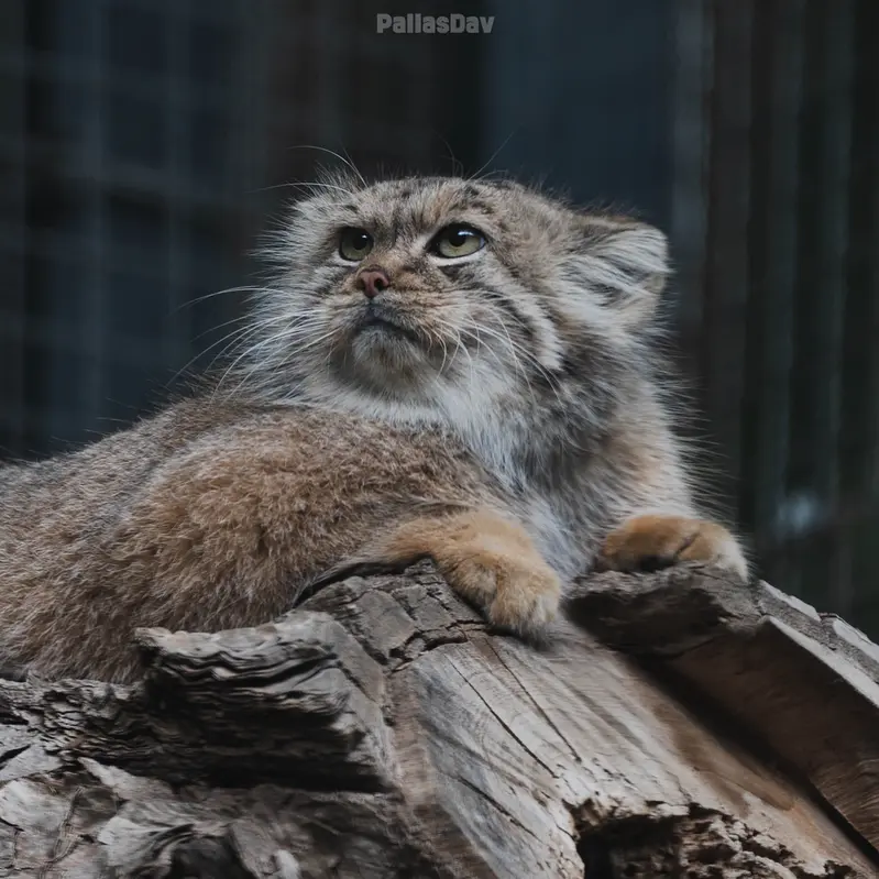 A photograph of Melissa in Lithuanian Zoo