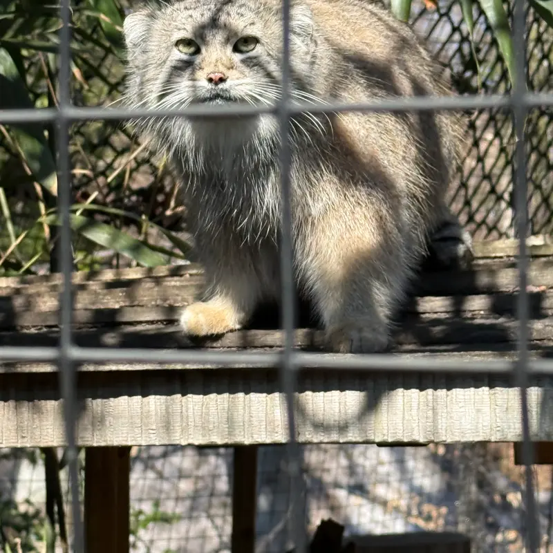 A photograph of Ceba in Smithsonian's National Zoo